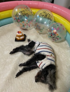 ���j���`18�΁I